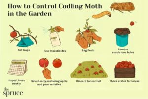 how to control coding moth in the garden