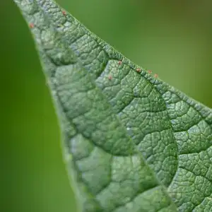 Mites