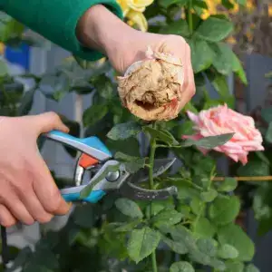 deadheading faded roses