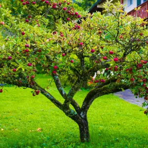 fowge apple tree