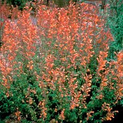 Agastache aurantiaca 'Coronado