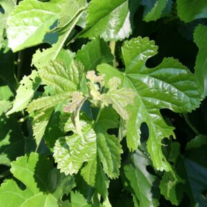 Chaparral-Wpg-Mulberry-new-growth-scaled