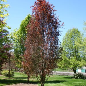 Dawyck-Purple-Beech-tree-2-scaled