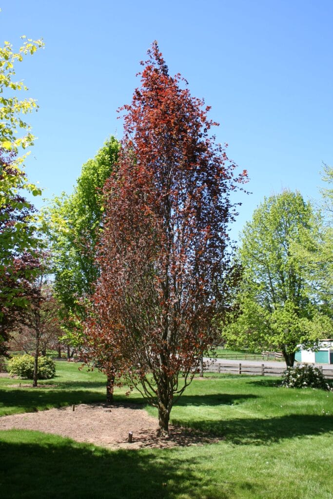 Dawyck-Purple-Beech-tree-2