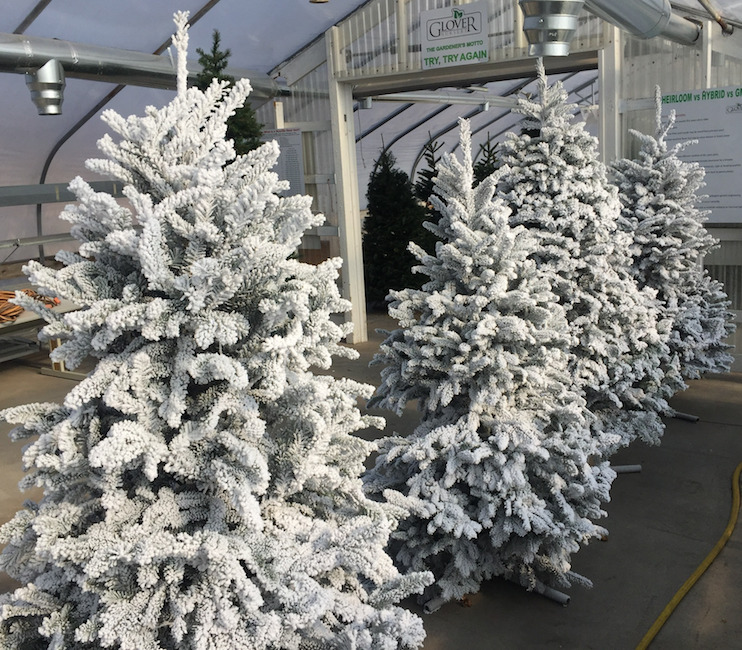 Christmas Trees - Glover Nursery