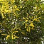 Goldenrain-Tree