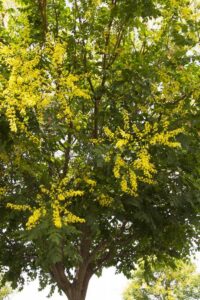 Goldenrain-Tree