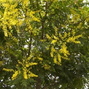 Goldenrain-Tree