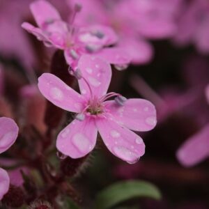 Rock_Soapwort Saponaria_ocymoides