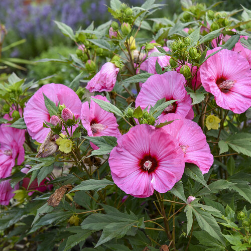 Hibiscus, Hardy - Glover Nursery