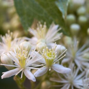 White_virgins_bower_Clematis_ligusticifolia