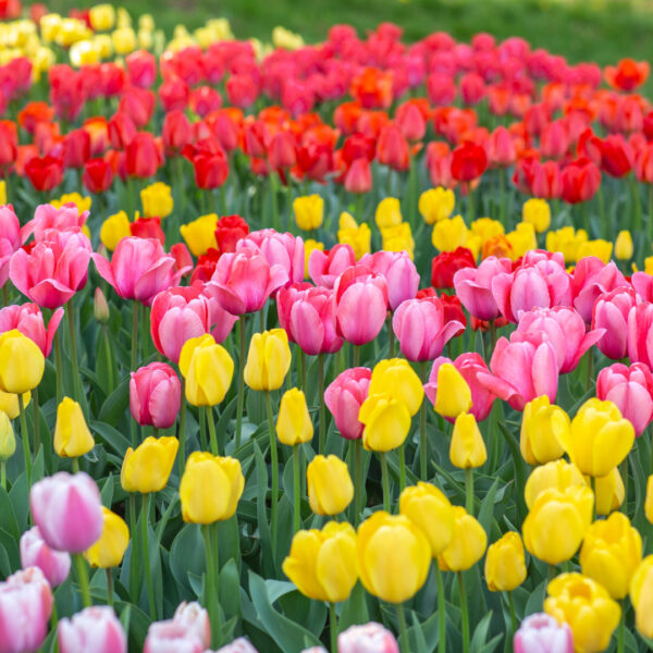 Plan Ahead for Spring Flowers: A Guide To Fall-Planted Bulbs