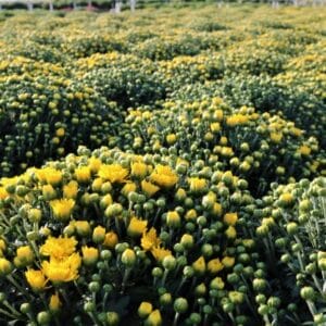 Perennials