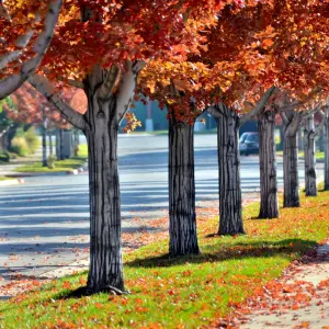 Trees