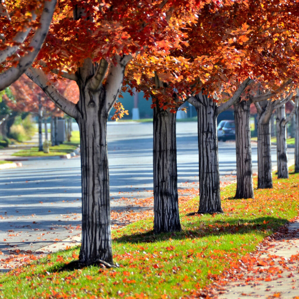 3 Essential Fall Gardening Tips for a Thriving Landscape