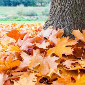  fallen leaves 