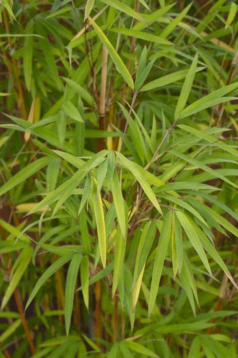 Bamboo Plant Selection & Care Guides | Glover Nursery