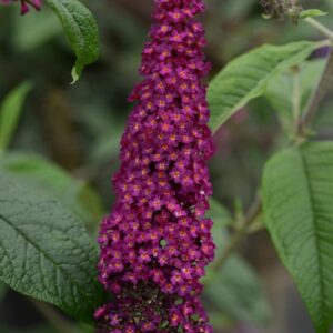 Butterfly Bush, CranRazz