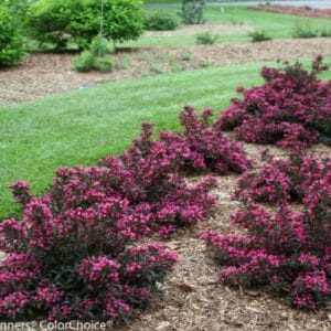 Shrubs