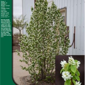 Serviceberry, Standing Ovation