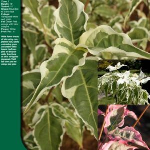 Dogwood, Summer Fun Flowering