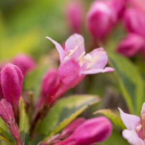 Weigela, Rainbow Sensation