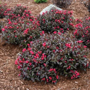 Weigela, Electric Love