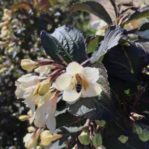 Weigela, Tuxedo