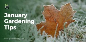 January Gardening Tips