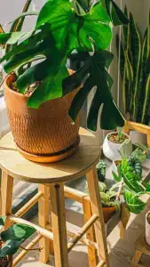 houseplants on a stool