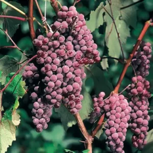 Grape, Canadice