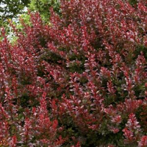 Barberry, Admiration