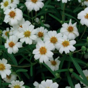 Blackfoot daisy