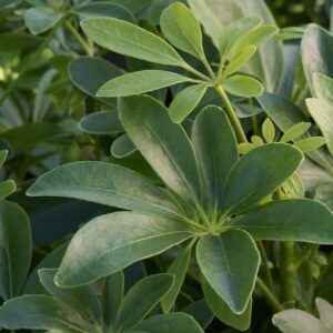 Umbrella Plant, Dwarf Schefflera