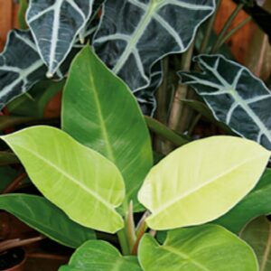 Philodendron, Malay Gold