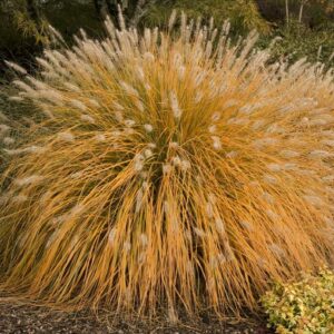 Fountain Grass, Hamelin
