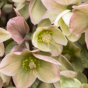 Hellebore, Ivory Prince