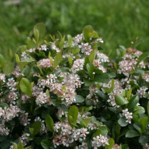 Chokeberry, Low Scape Mound