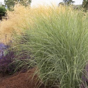 Maiden Grass, Morning Light