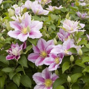 Piilu Clematis