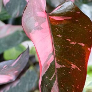 Pink Princess Philodendron