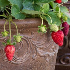 Strawberry, San Andrea