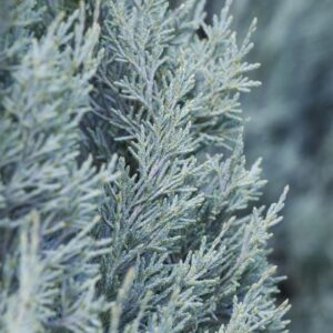 Juniper, Wichita Blue