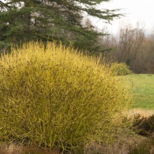 Dogwood, Yellow Twig