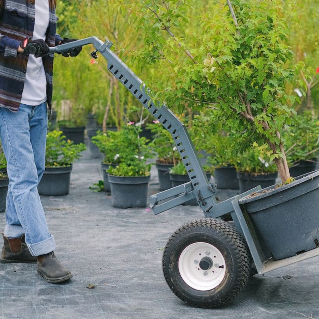 Select Shade-Loving Plants/Trees for Your Utah Yard