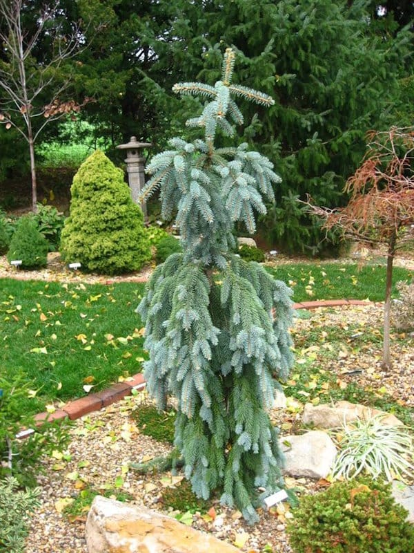 Blue Falls Spruce