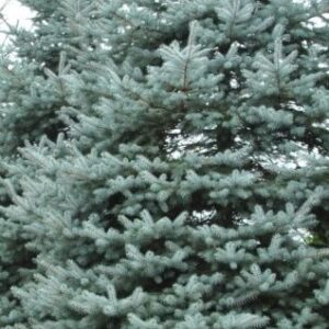 Spruce, Blue Diamond