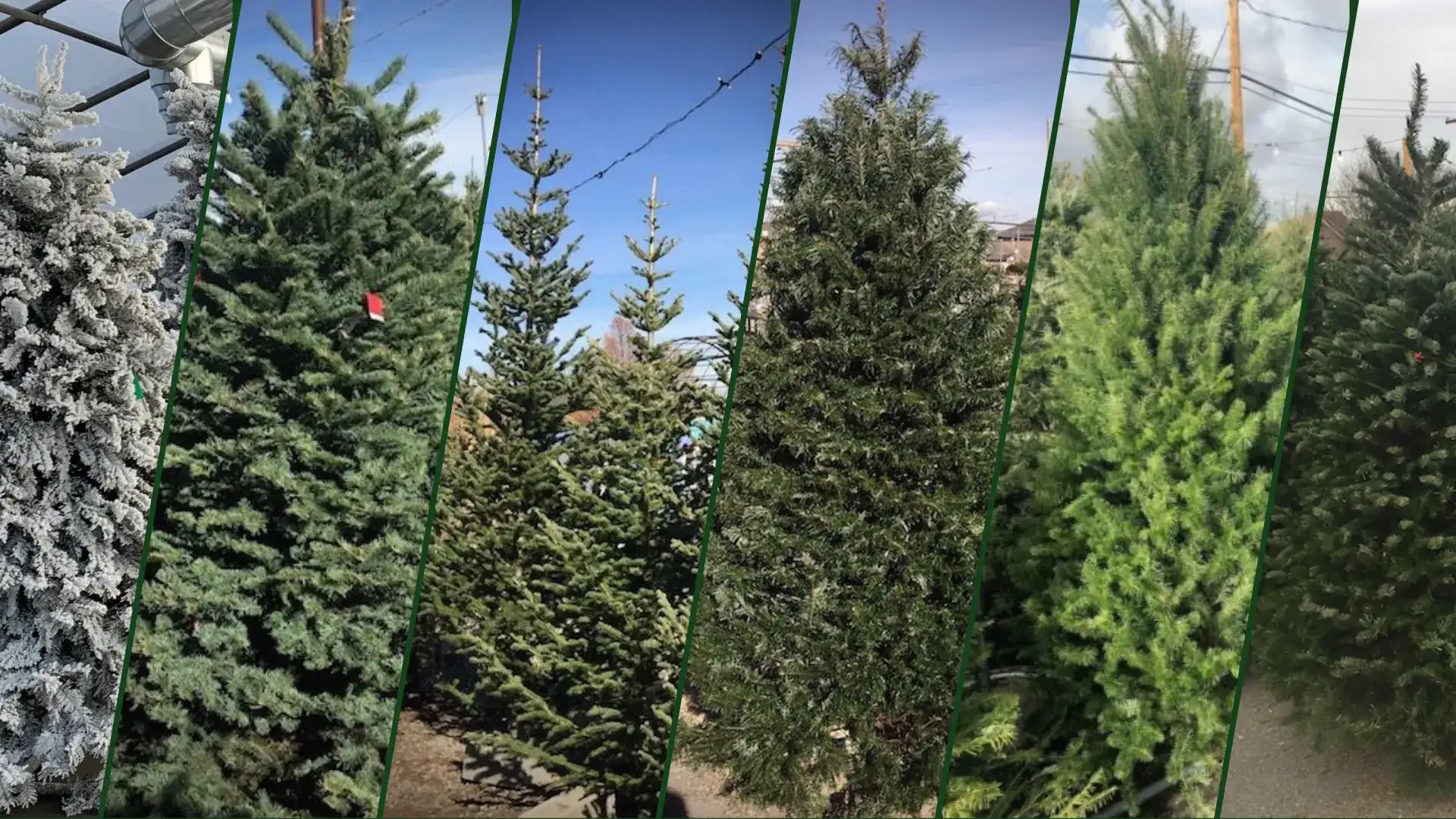 Christmas Trees