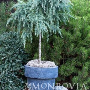 Cedar, Feelin' Blue Deodar Himalayan