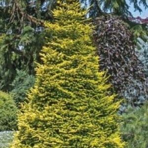 Spruce, Firefly Oriental